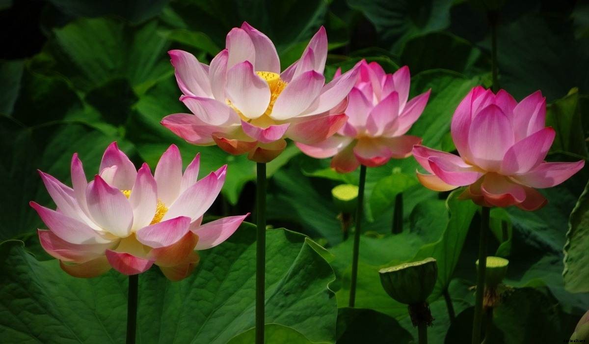 Lotus Gardening for Beginners  – How To Start, FAQs