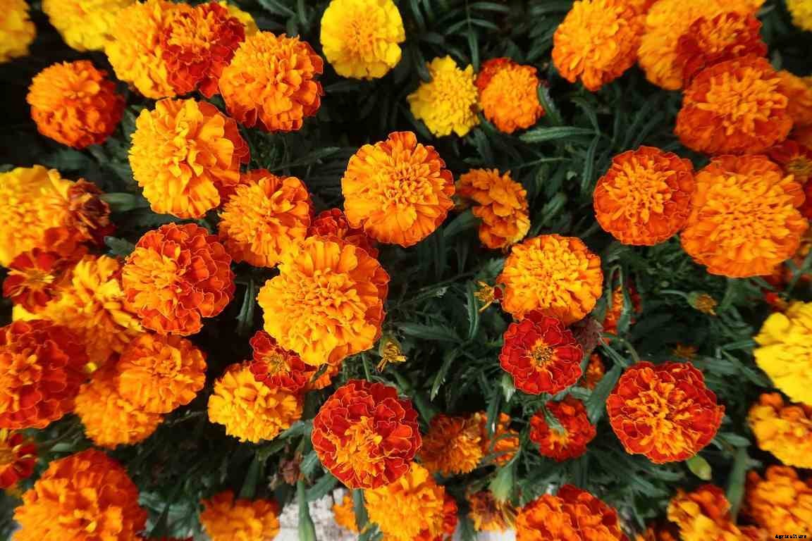 Marigold Gardening For Beginners – Planting FAQs