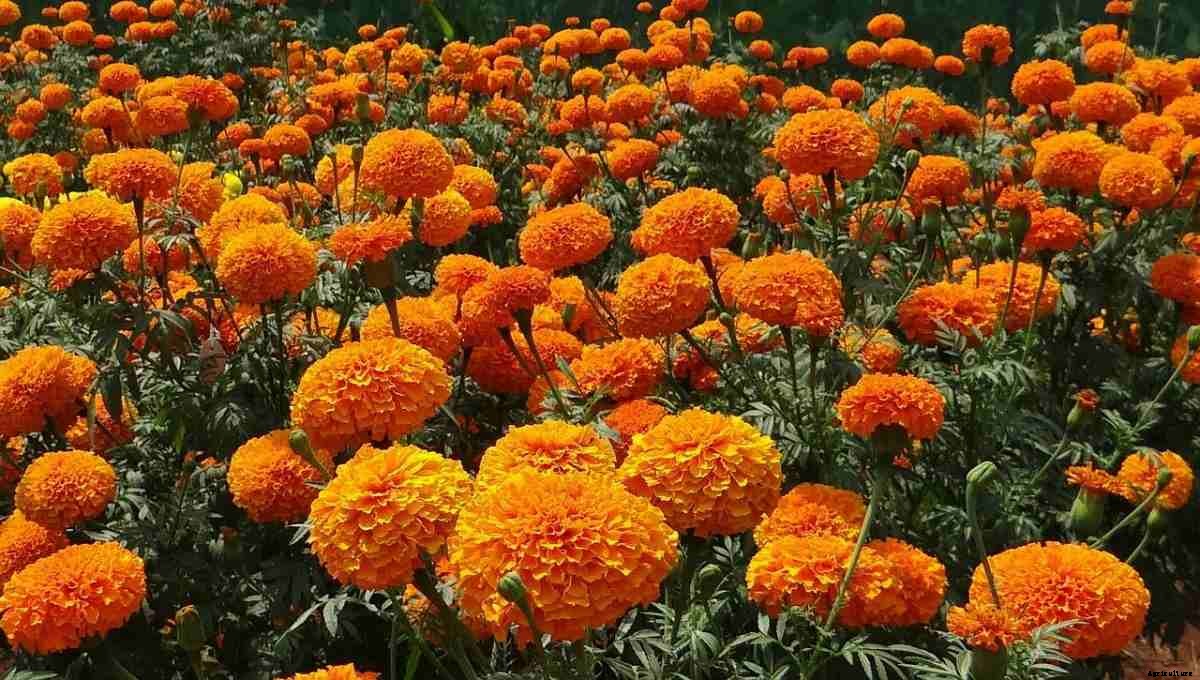 Marigold Gardening For Beginners – Planting FAQs