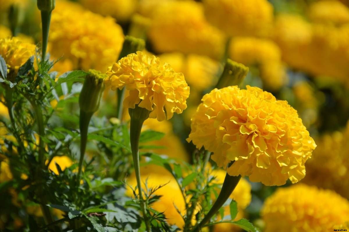 Best Plants To Grow On Balcony – A Beginners Guide