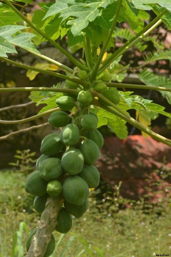 Papaya Gardening For Beginners – Planting FAQs