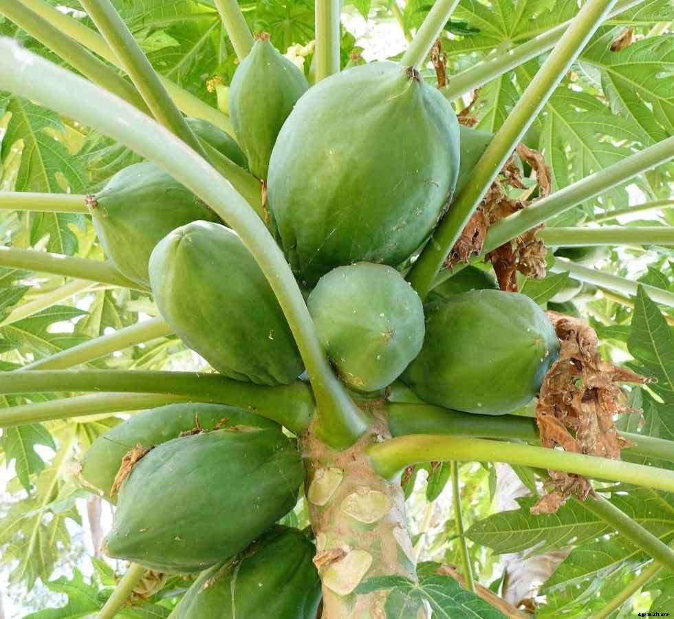 Papaya Gardening For Beginners – Planting FAQs