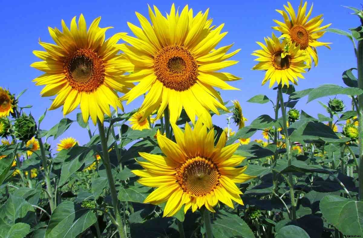 Sunflower Questions and Answers – Planting FAQs