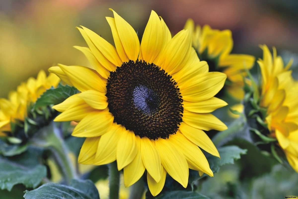 Sunflower Questions and Answers – Planting FAQs