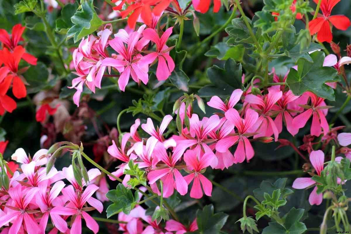 Flower Gardening In Colorado, Planting Guide