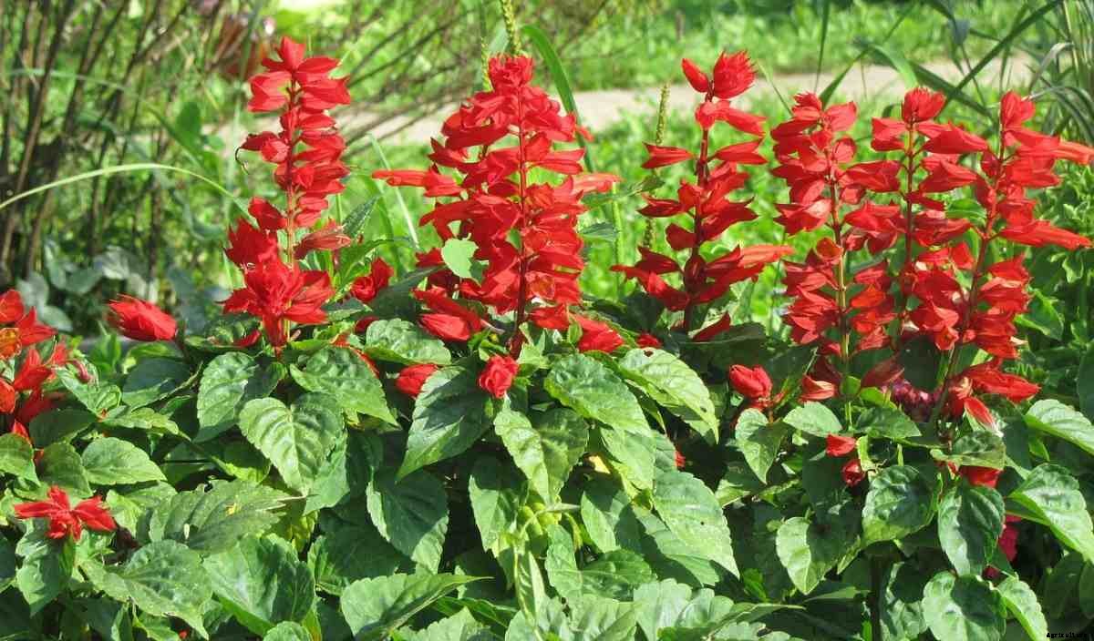 Flower Gardening In Arizona – Planting Guide