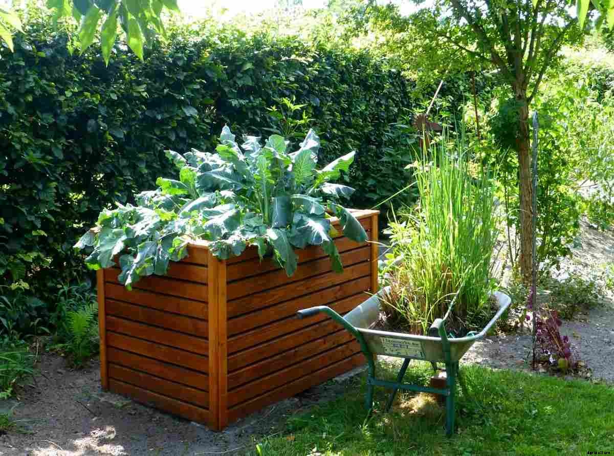 Best Plants For Raised Bed Gardens