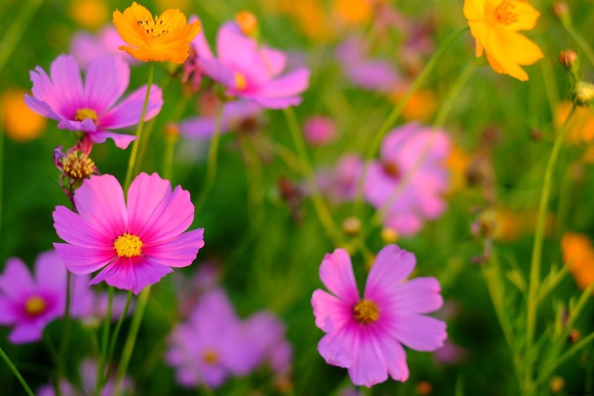 Growing Cosmos From Seed – Planting Guide