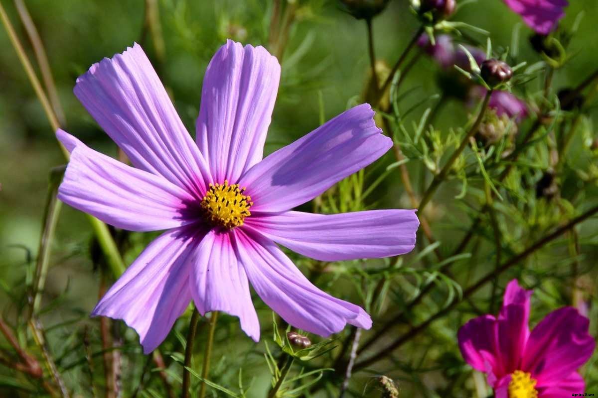 Growing Cosmos From Seed – Planting Guide