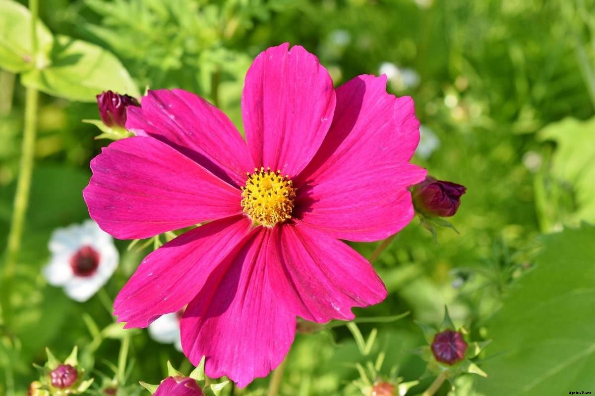 Growing Cosmos From Seed – Planting Guide