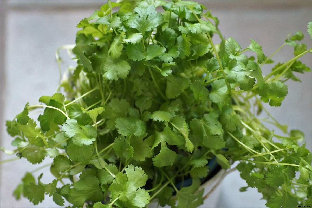 Easy Herbs To Grow In Pots – Ideas, Planting In India