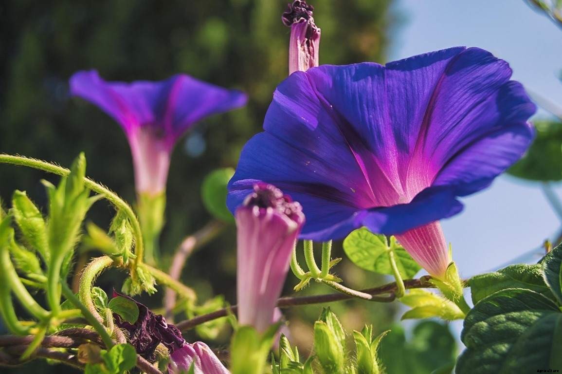 Flower Gardening In California, Planting Guide