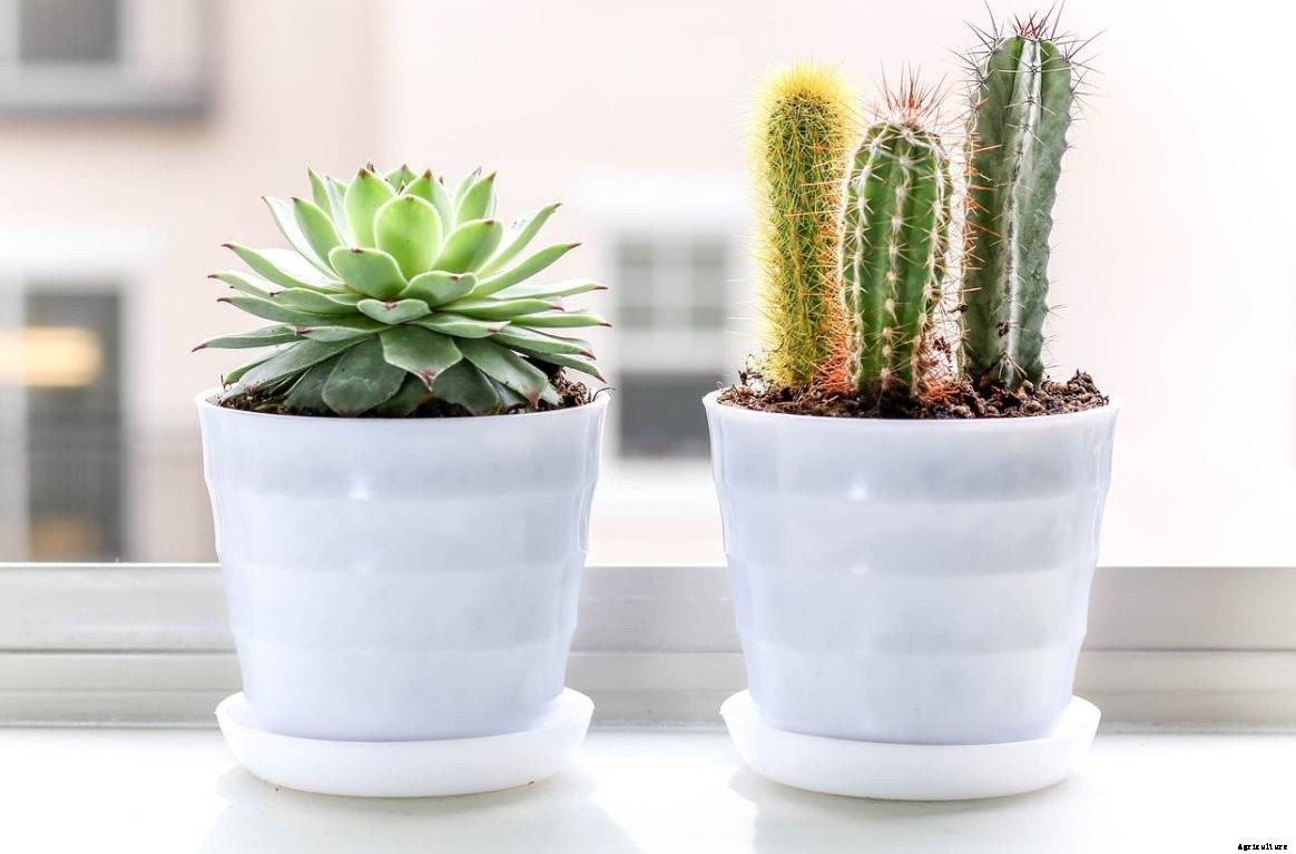 Succulent Questions And Answers – Planting FAQs