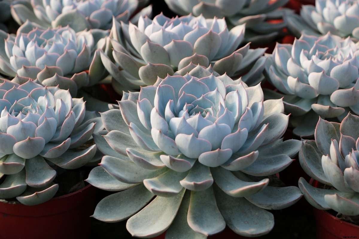 Succulent Questions And Answers – Planting FAQs