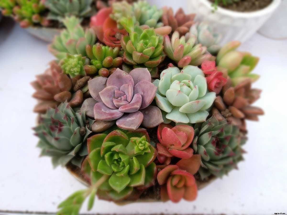 Succulent Questions And Answers – Planting FAQs