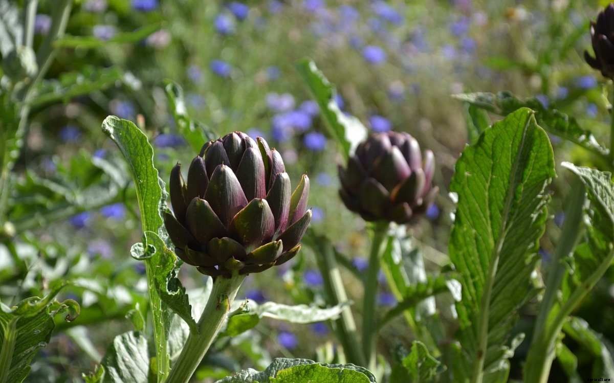 Artichoke Questions and Answers – Planting FAQs