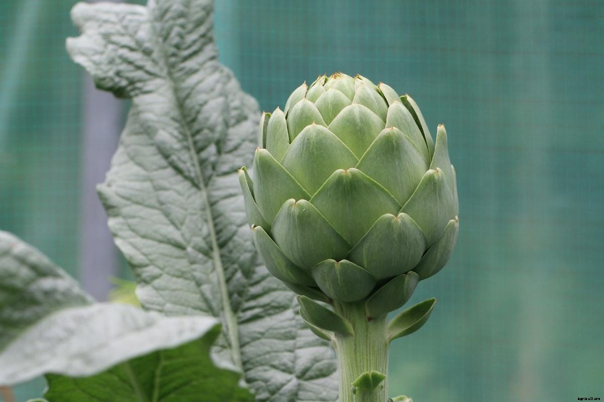 Artichoke Questions and Answers – Planting FAQs
