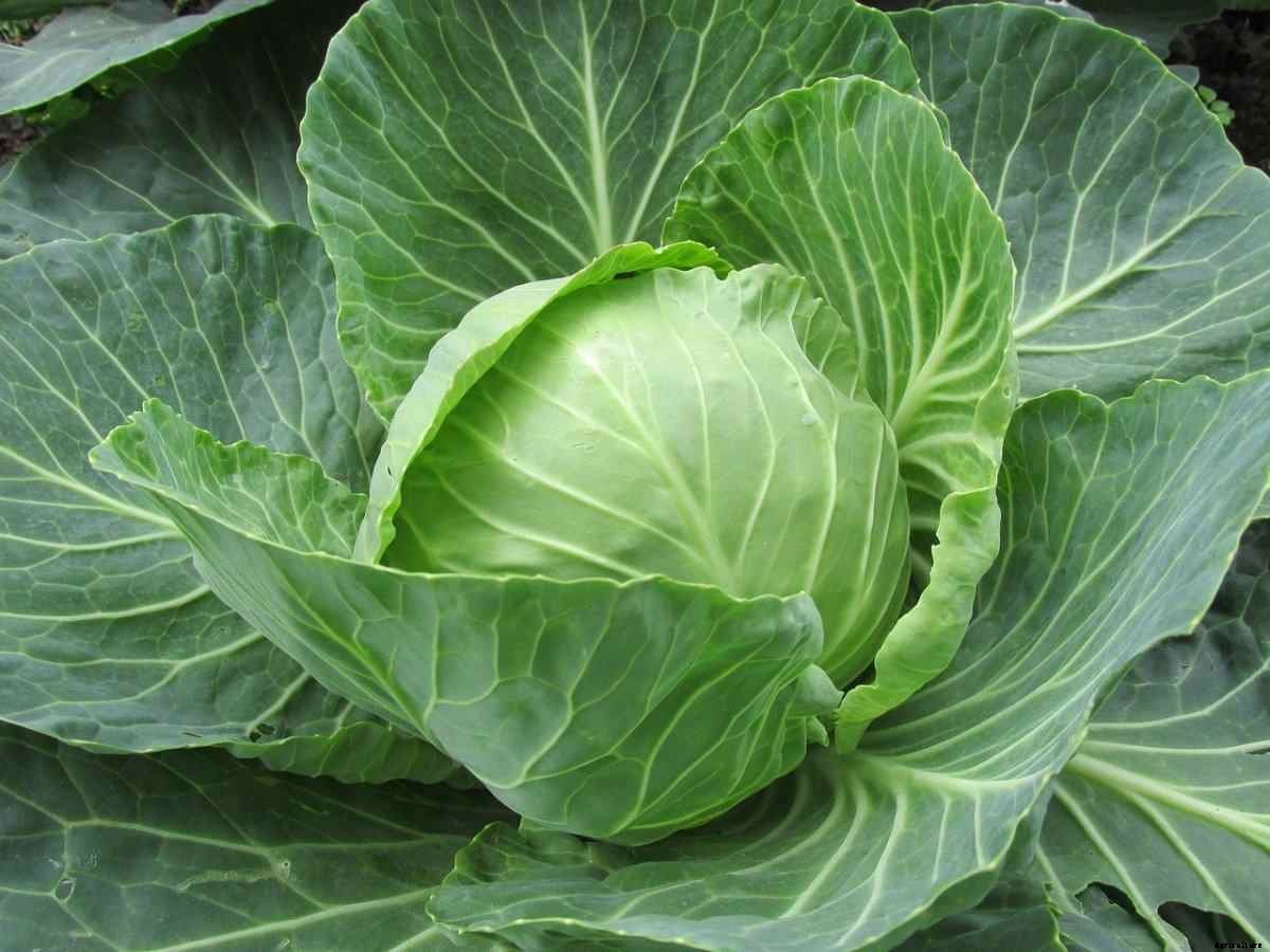 Cabbage Questions and Answers – Planting FAQs