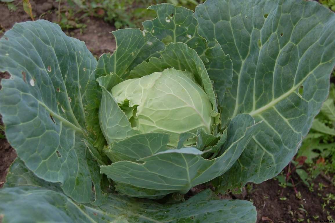 Cabbage Questions and Answers – Planting FAQs