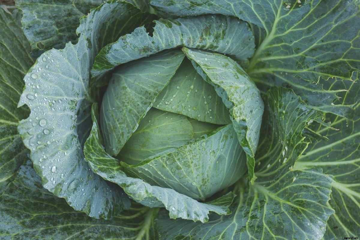 Cabbage Questions and Answers – Planting FAQs