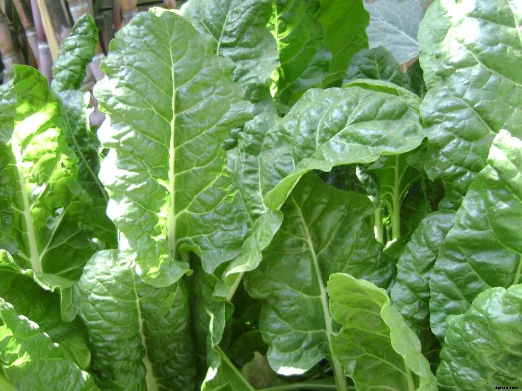 Spinach Questions and Answers, Planting FAQs