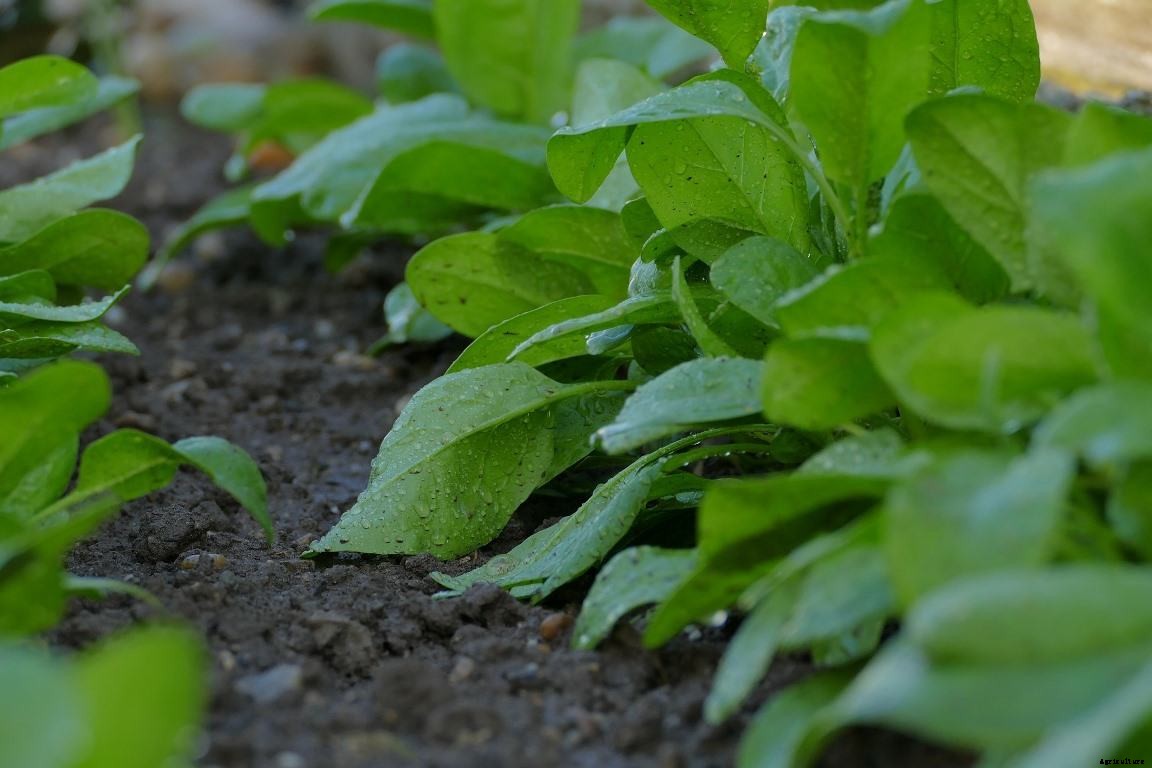 Spinach Questions and Answers, Planting FAQs