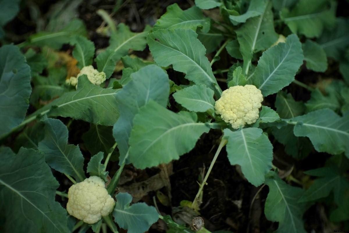 Cauliflower Questions and Answers, Planting FAQs