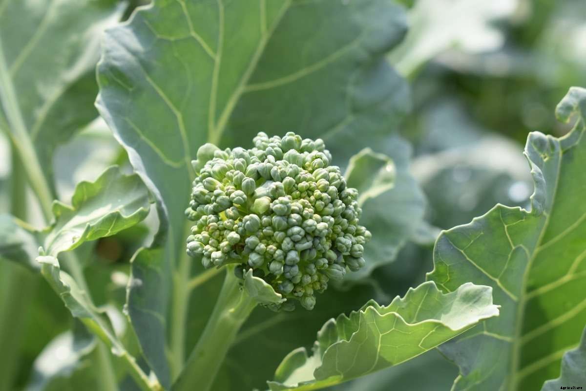 Broccoli Questions and Answers – Planting FAQs