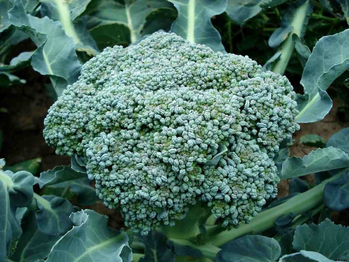 Broccoli Questions and Answers – Planting FAQs