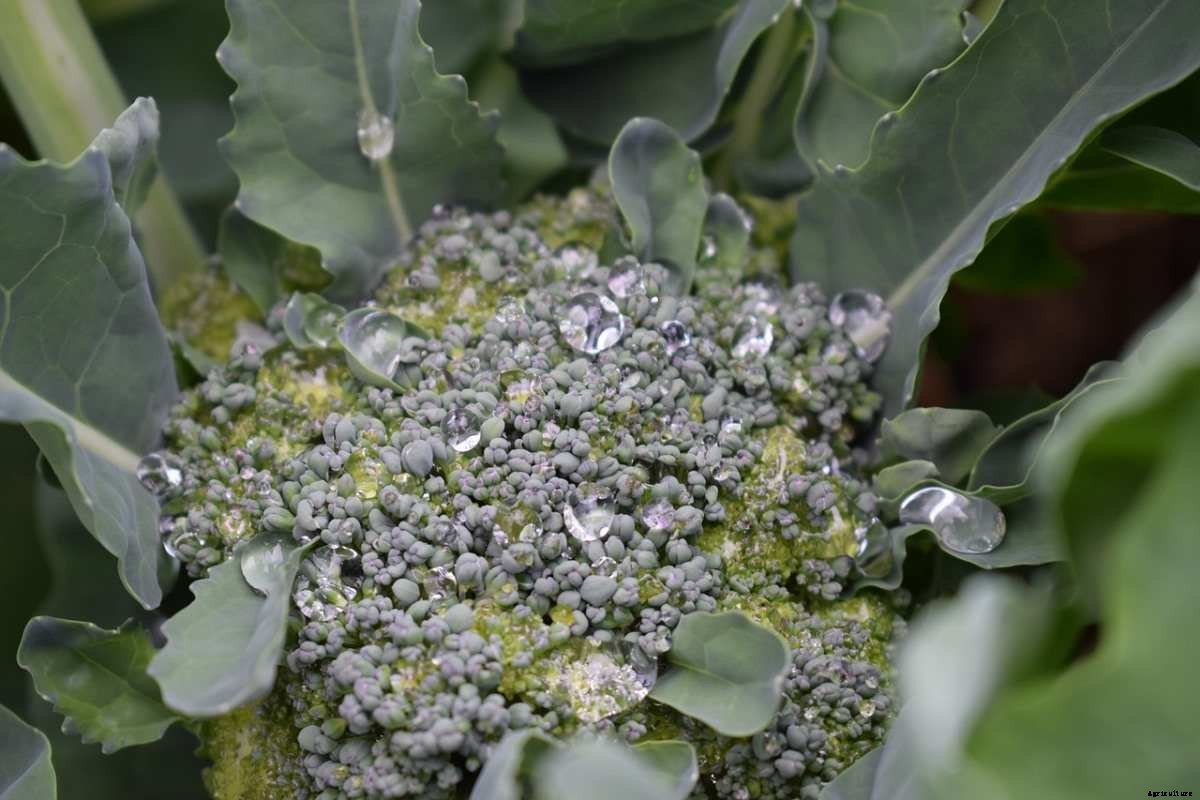 Broccoli Questions and Answers – Planting FAQs