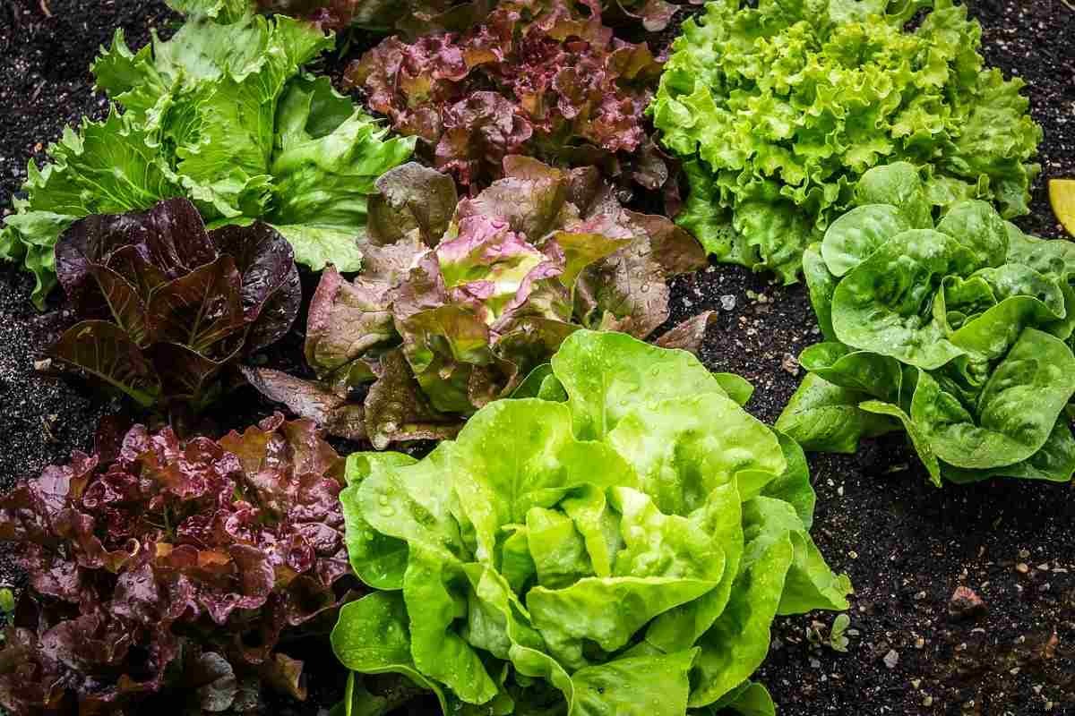 Lettuce Planting Questions and Answers (FAQs)