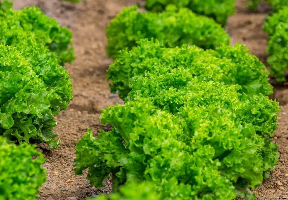 Lettuce Planting Questions and Answers (FAQs)