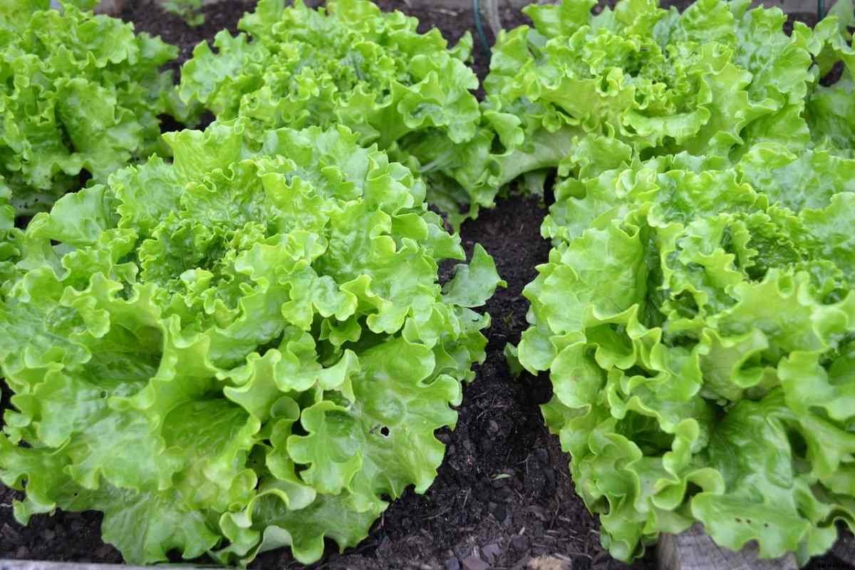 Lettuce Planting Questions and Answers (FAQs)