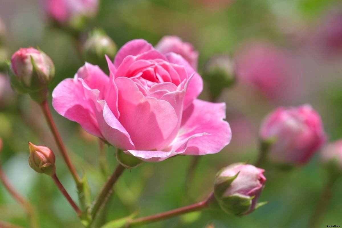 Rose Planting Questions and Answers (FAQs)
