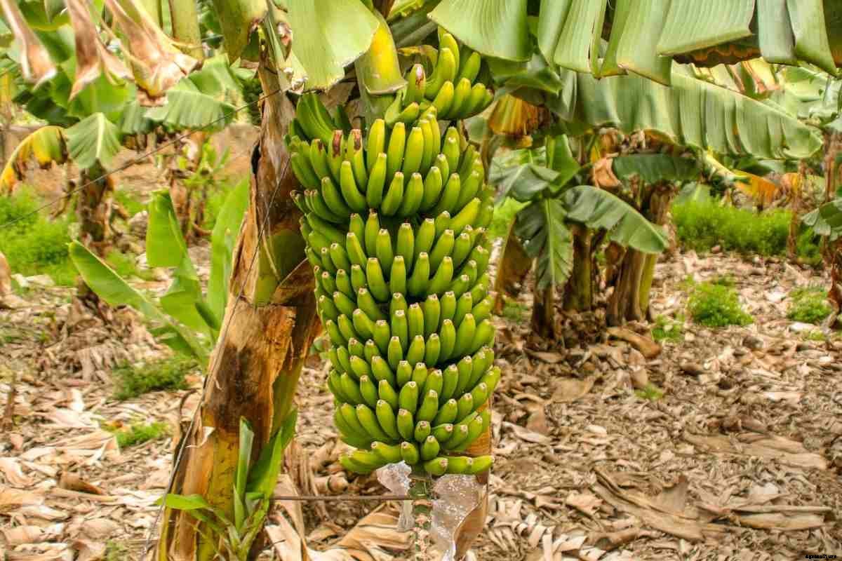 Banana Planting Questions and Answers – (FAQs)