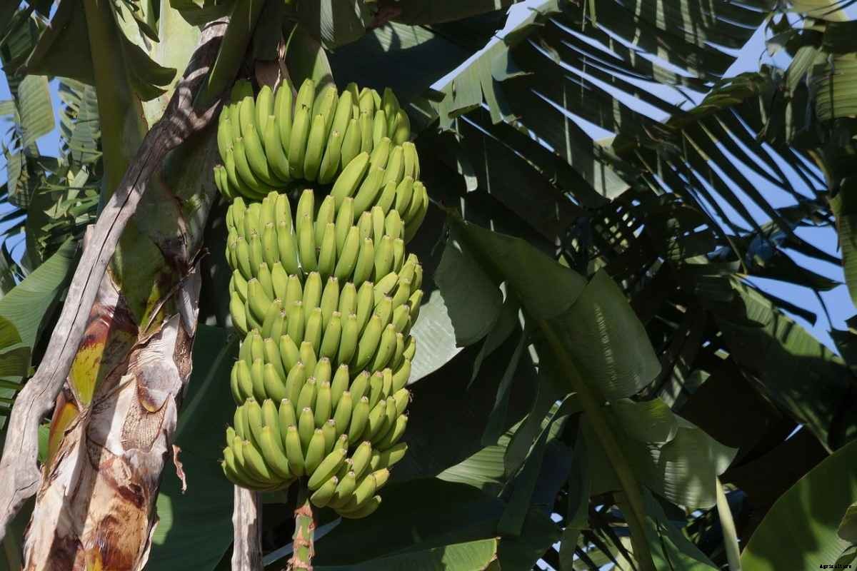 Banana Planting Questions and Answers – (FAQs)