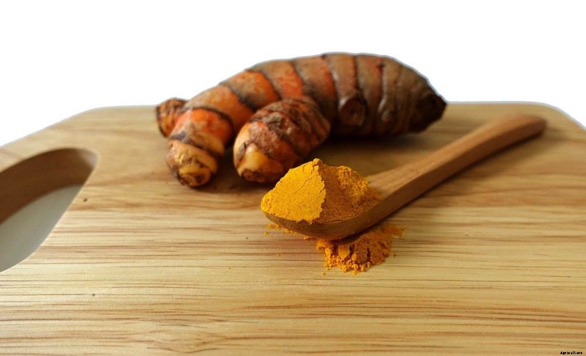 Turmeric Planting Questions and Answers (FAQs)