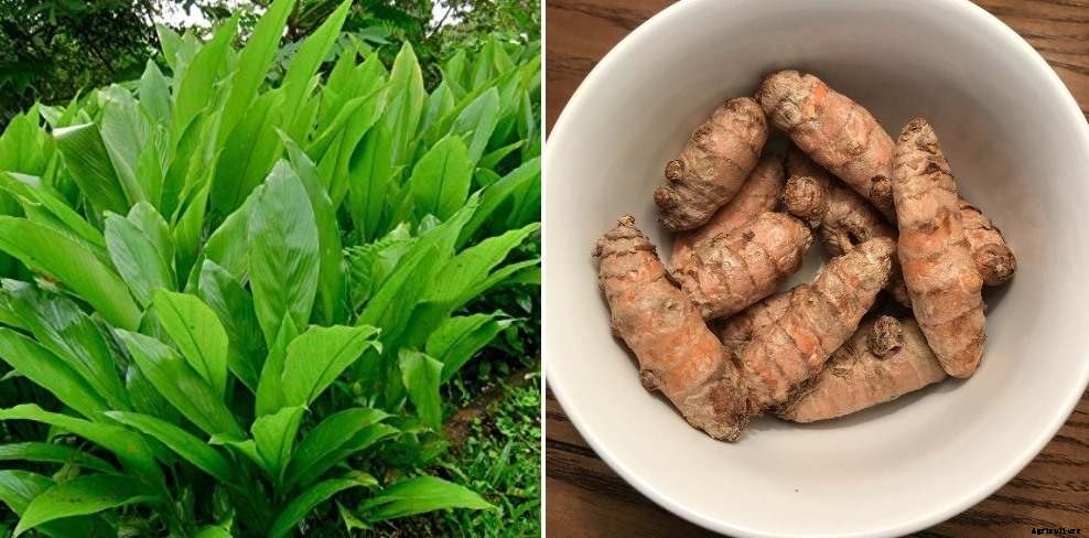 Turmeric Planting Questions and Answers (FAQs)