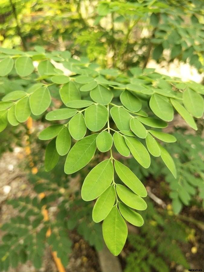 Moringa Planting and Growing FAQs