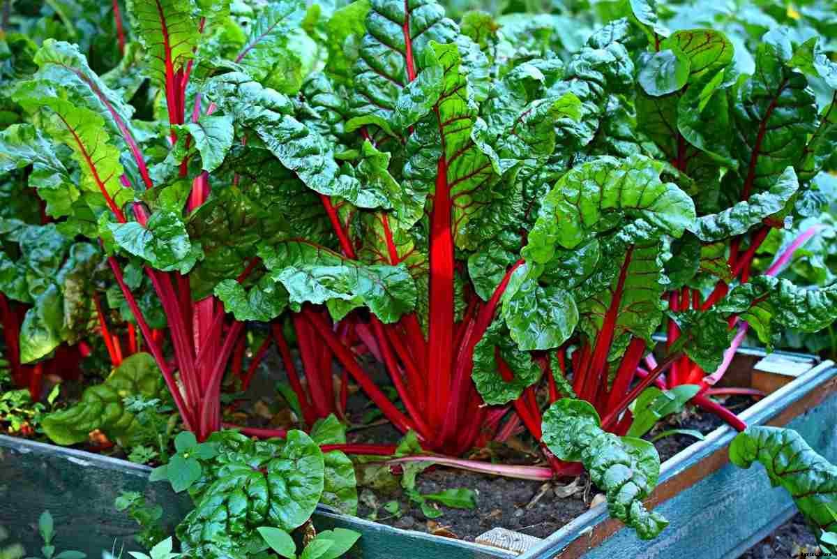 Growing Vegetables In Israel – Planting Calendar