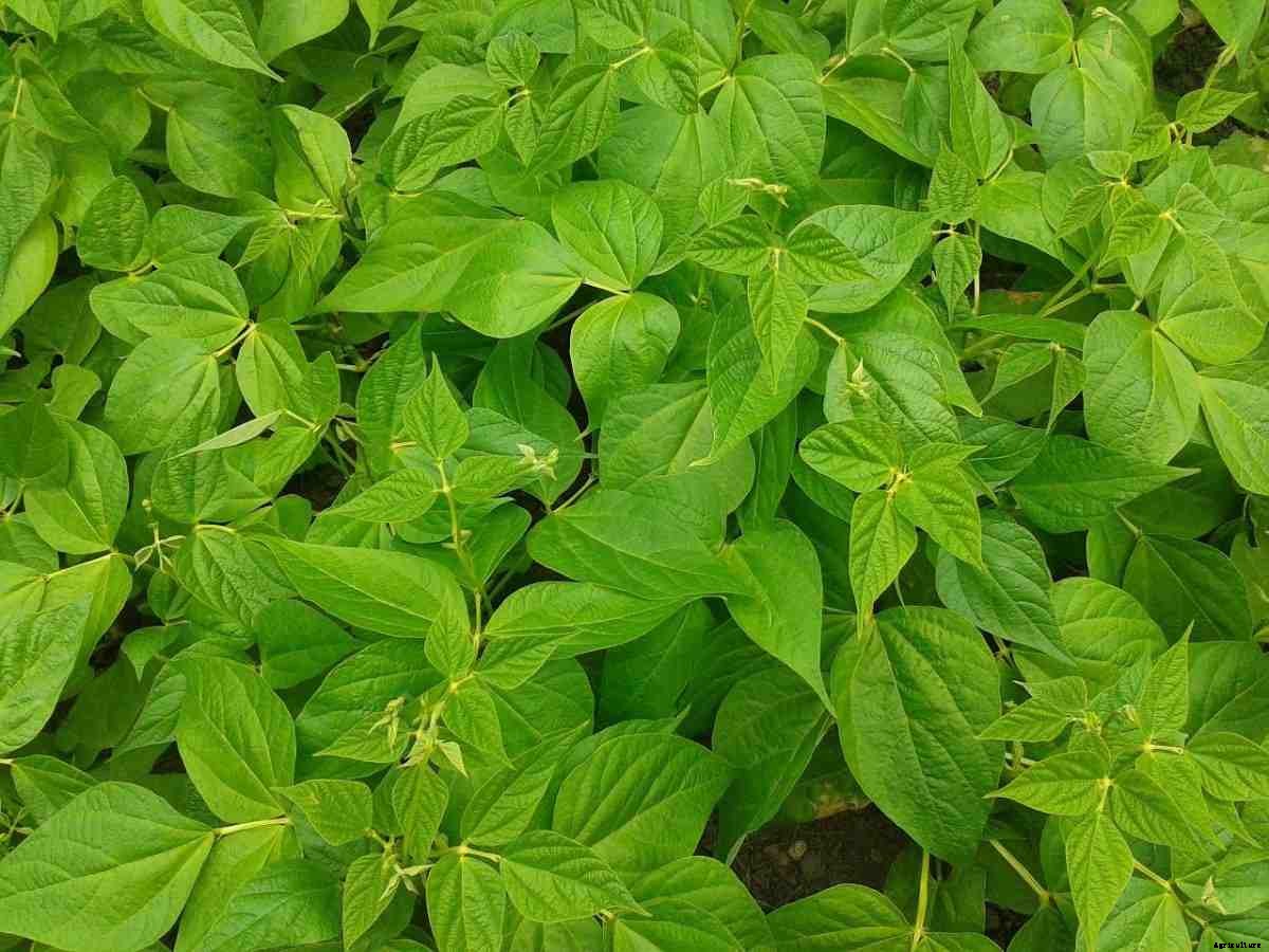 Beans Planting Frequently Asked Questions (FAQs)