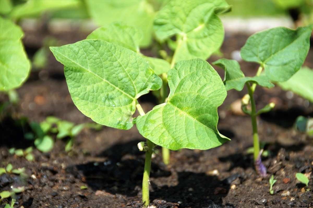 Beans Planting Frequently Asked Questions (FAQs)