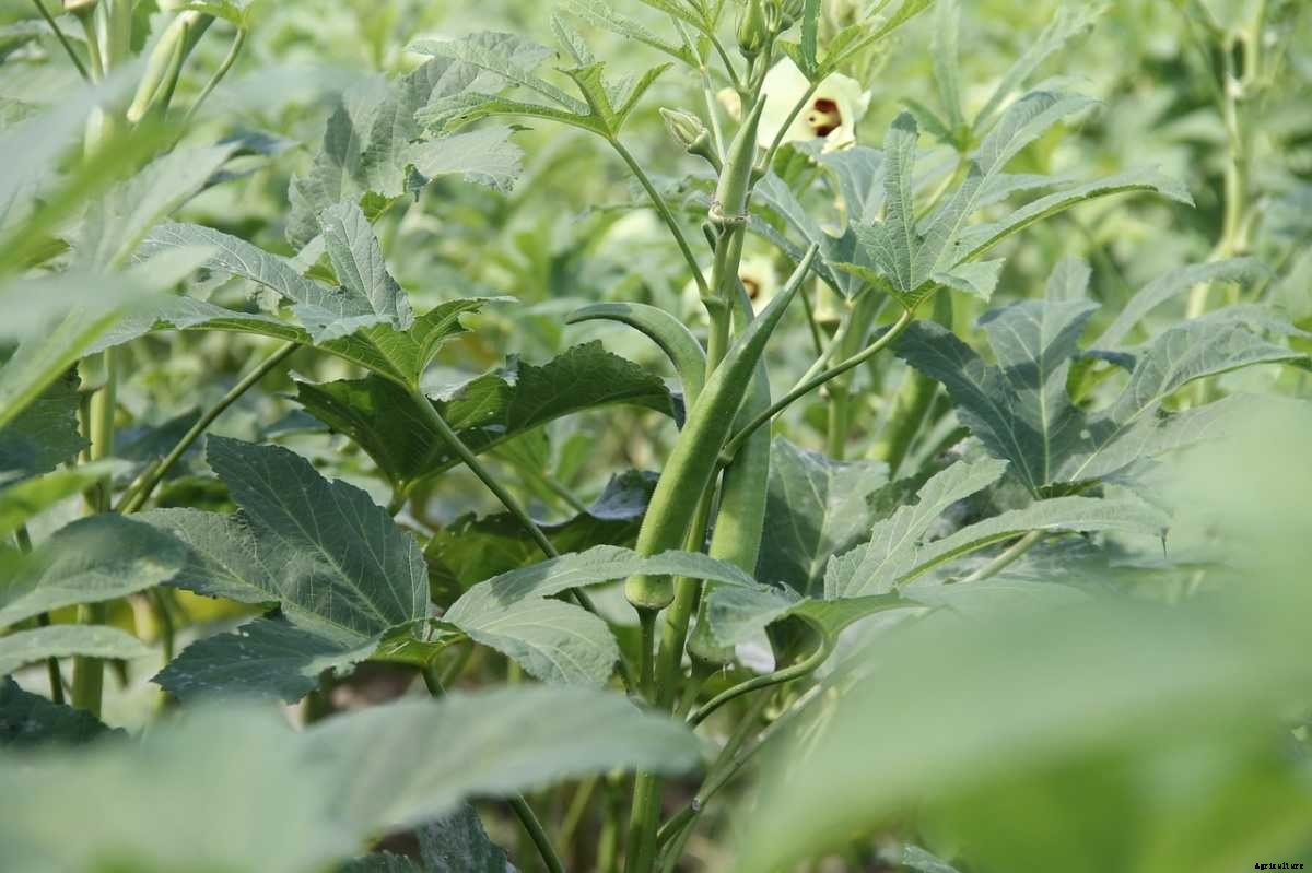 Okra Planting Frequently Asked Questions (FAQs)