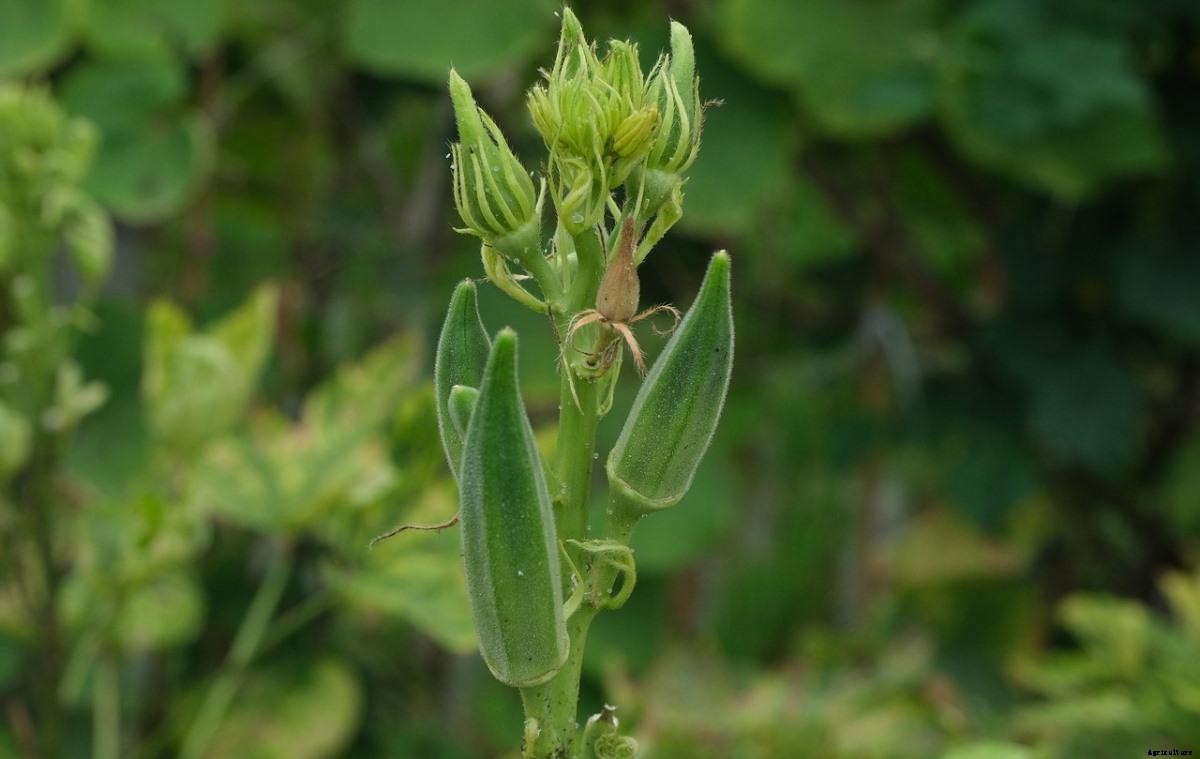 Okra Planting Frequently Asked Questions (FAQs)