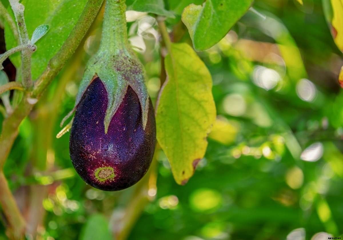 Eggplant Gardening Frequently Asked Questions (FAQs)