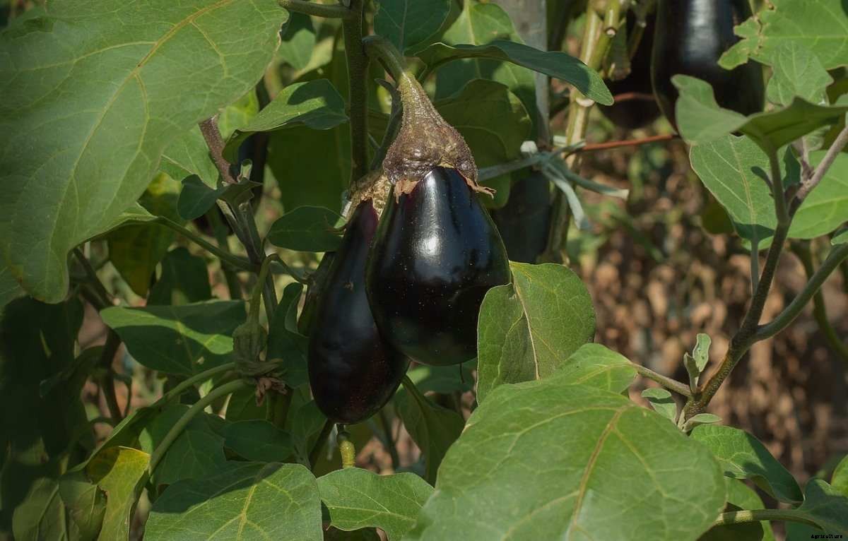 Eggplant Gardening Frequently Asked Questions (FAQs)