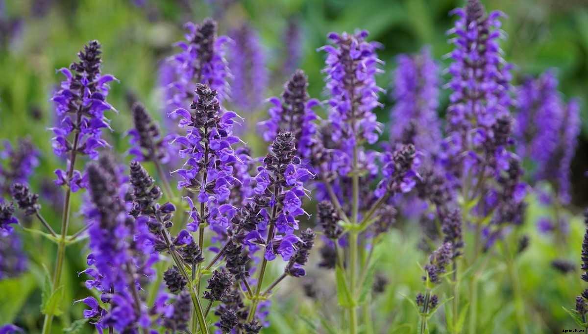 Growing Salvia In Pots – Planting Guide