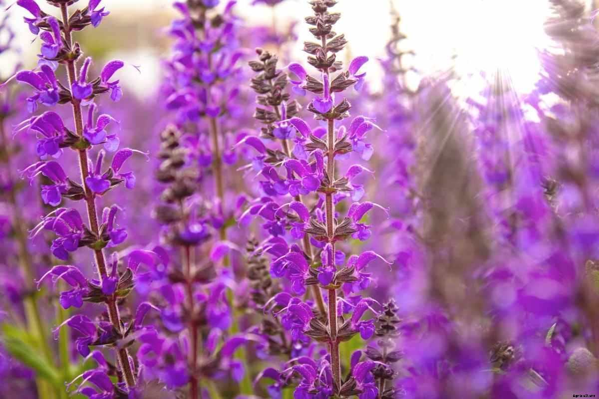 Growing Salvia In Pots – Planting Guide