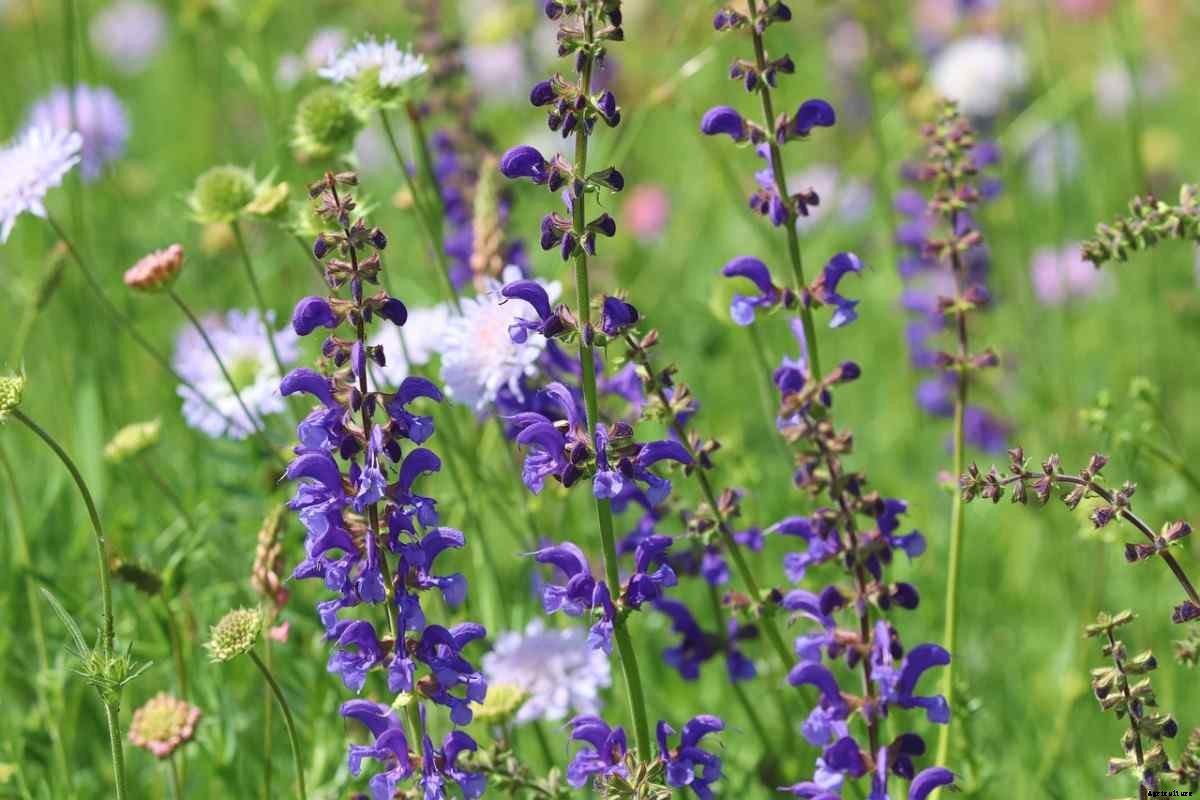 Growing Salvia In Pots – Planting Guide