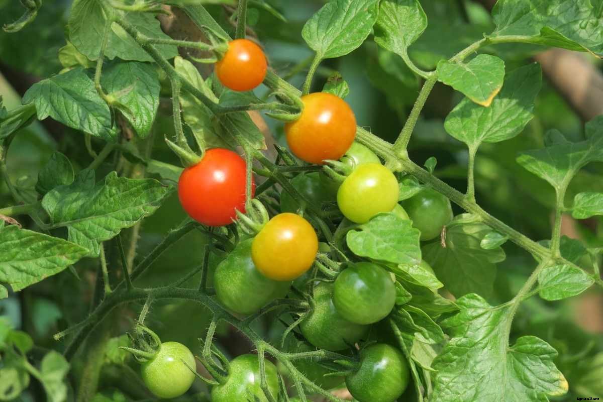Tomato Planting Frequently Asked Questions (FAQs)